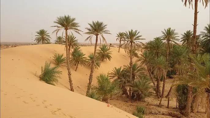 البارودية